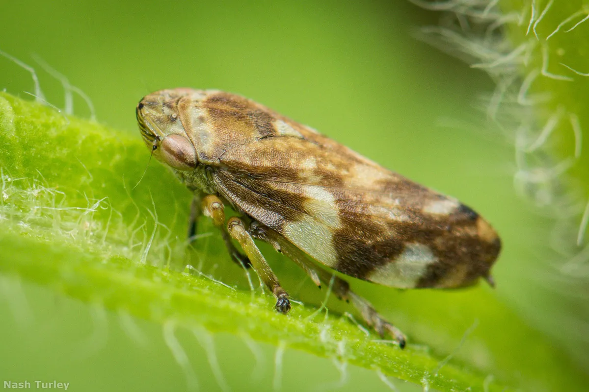 Meadow Spittlebug - photo 3