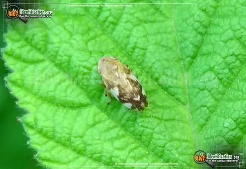 Meadow Spittlebug - photo 7