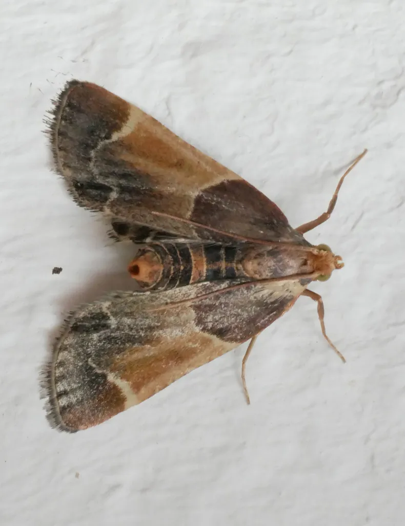 Meal Moth - photo 2