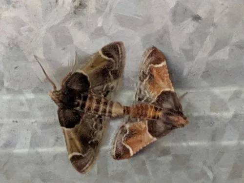 Meal Moth - photo 3