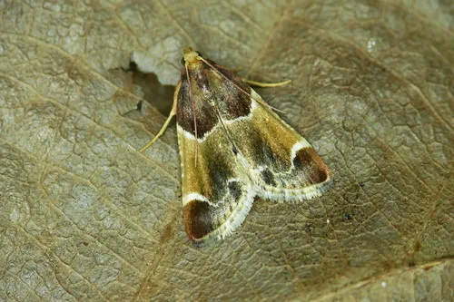 Meal Moth - photo 4