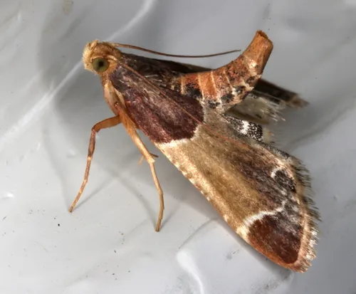 Meal Moth - photo 5