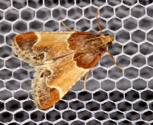 Meal Moth - photo 6