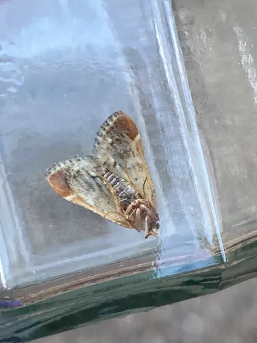 Meal Moth - photo 7