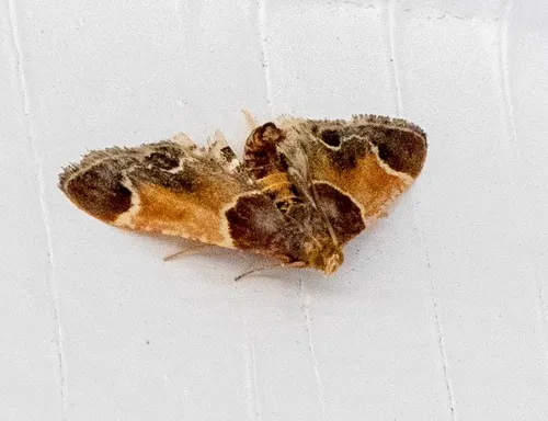 Meal Moth - photo 8