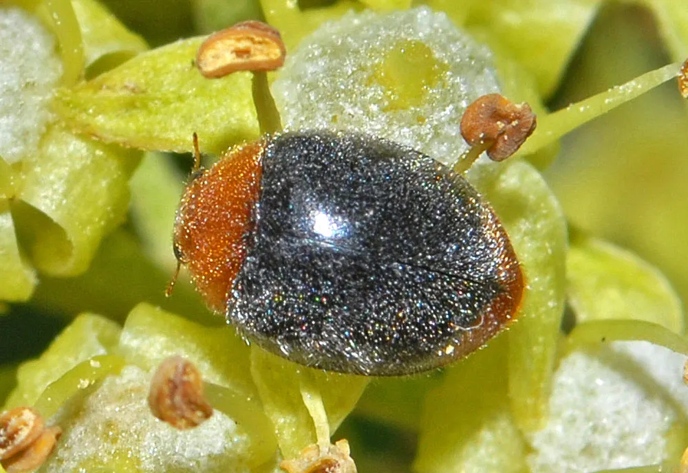 Mealybug Destroyer - Cryptolaemus montrouzieri