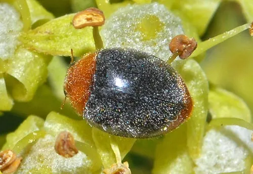Mealybug Destroyer - photo 2