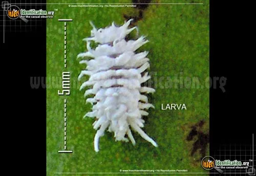 Mealybug Destroyer - photo 4