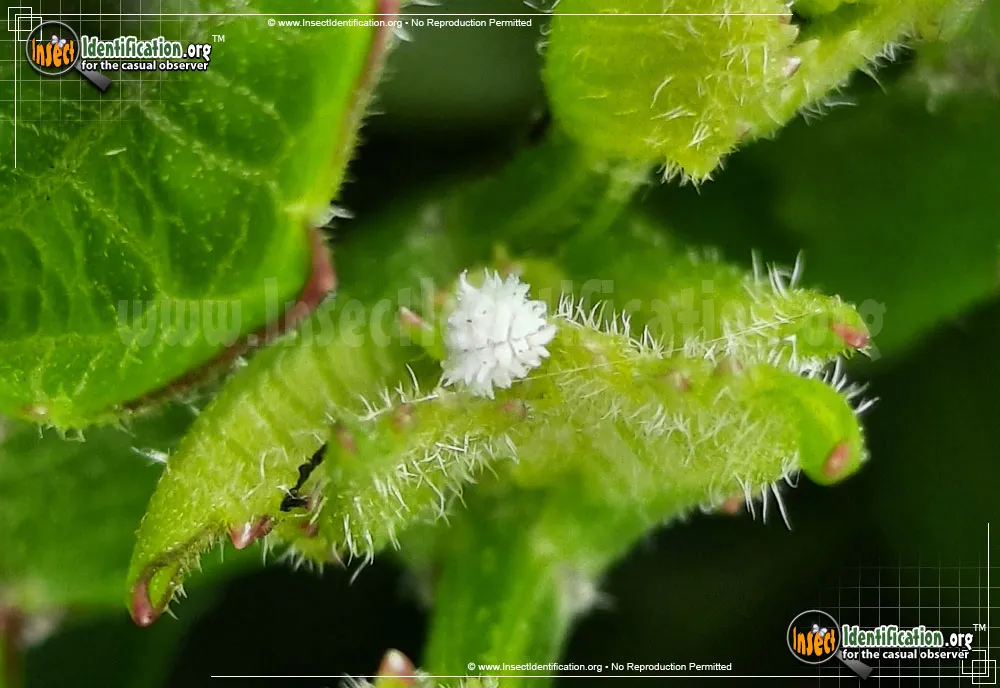 Mealybug Destroyer - photo 5