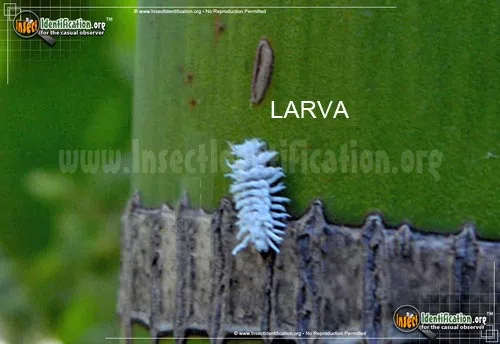 Mealybug Destroyer - photo 8