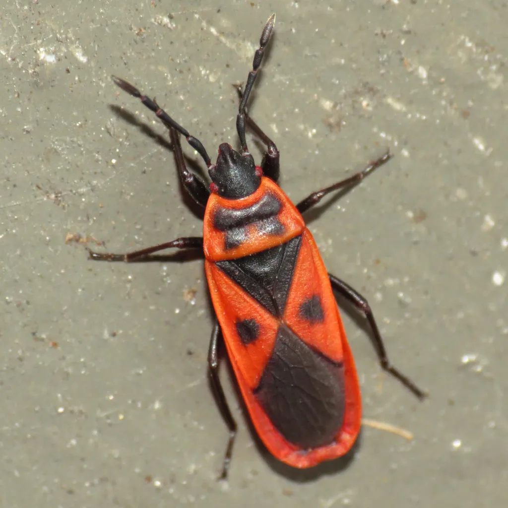 Mediterranean Red Bug - photo 2