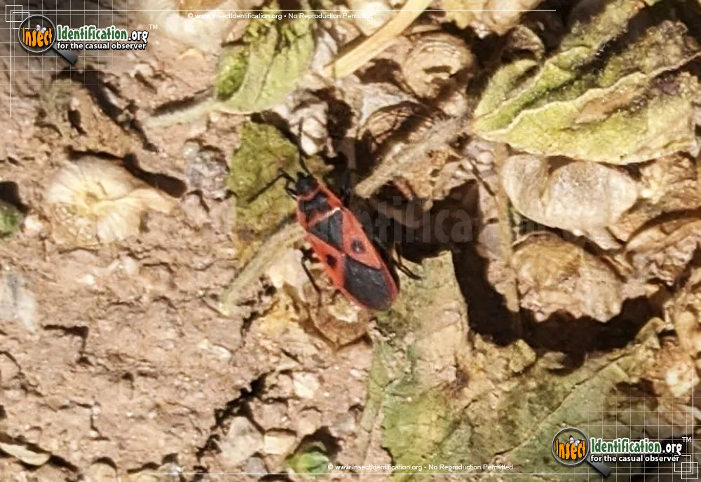 Mediterranean Red Bug - photo 3