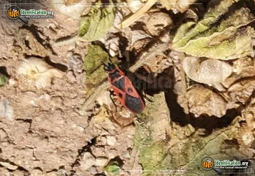 Mediterranean Red Bug - photo 4