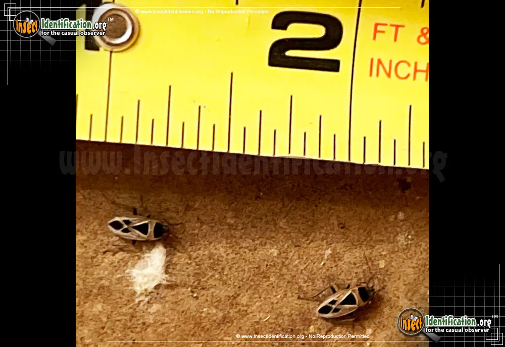 Mediterranean Seed Bug - photo 3