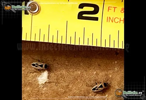 Mediterranean Seed Bug - photo 4