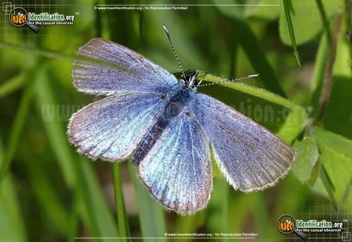 Melissa Blue Butterfly - photo 2