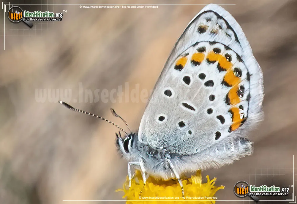 Melissa Blue Butterfly - photo 3