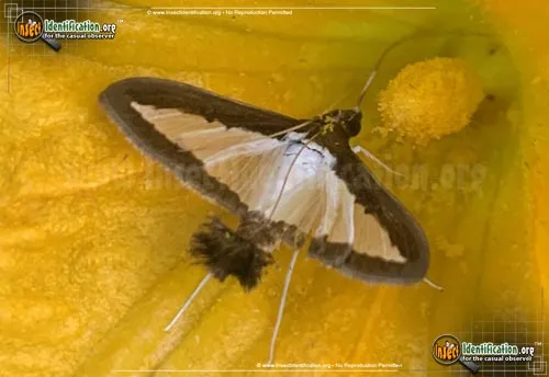 Melonworm Moth - photo 2