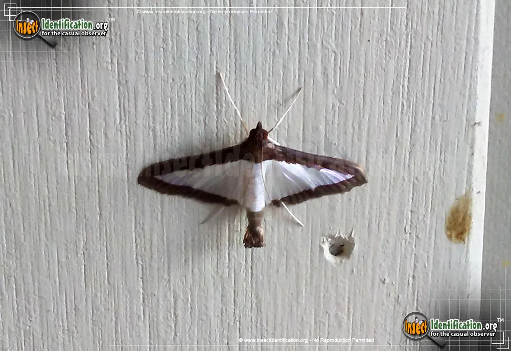 Melonworm Moth - photo 3