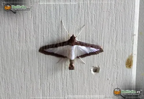 Melonworm Moth - photo 4