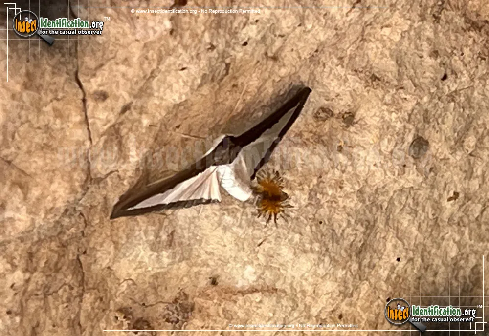 Melonworm Moth - photo 5