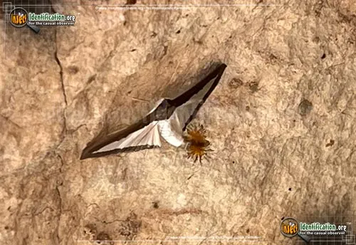 Melonworm Moth - photo 6