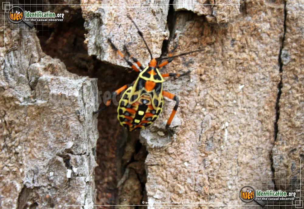 Mesquite Bug