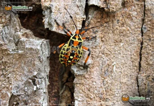 Mesquite Bug - photo 2