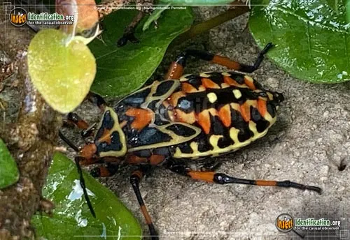 Mesquite Bug - photo 4