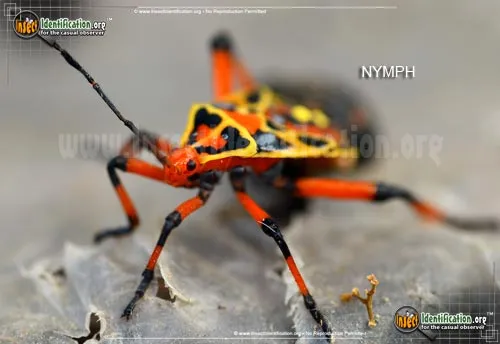 Mesquite Bug - photo 6