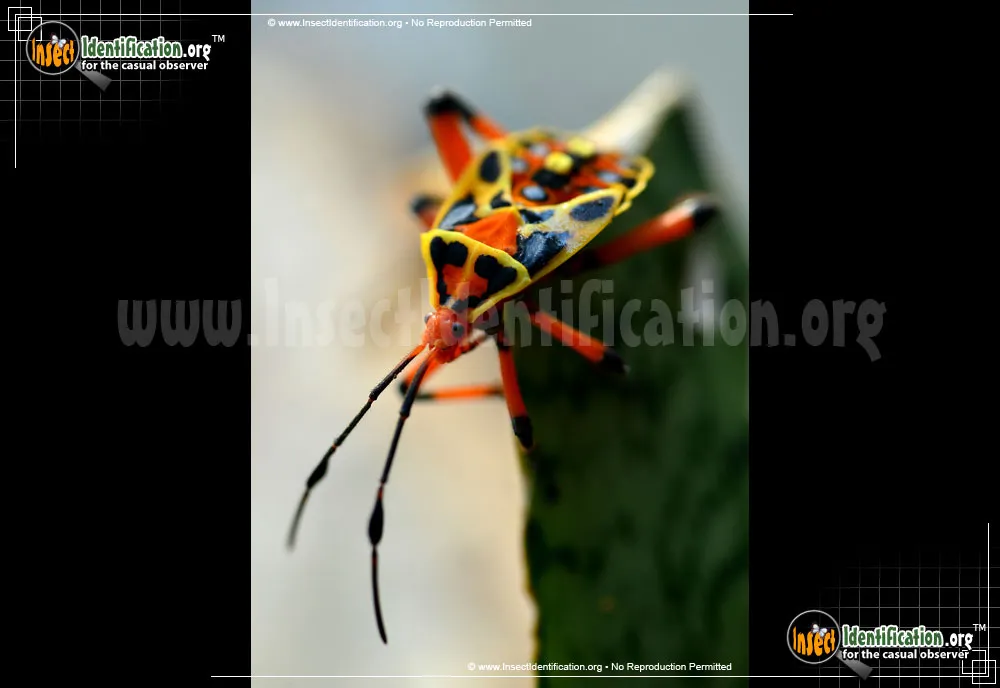 Mesquite Bug - photo 7