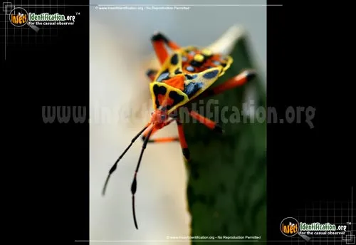 Mesquite Bug - photo 8