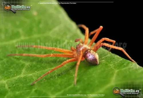 Metallic Crab Spider - photo 2