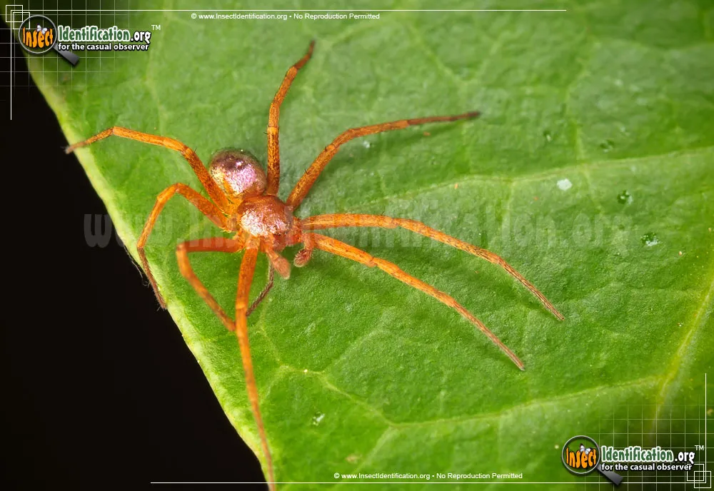 Metallic Crab Spider - photo 3