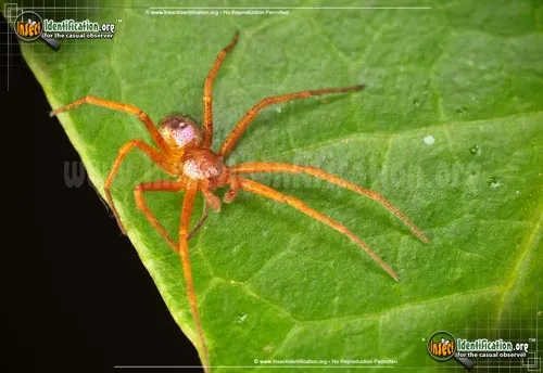 Metallic Crab Spider - photo 4