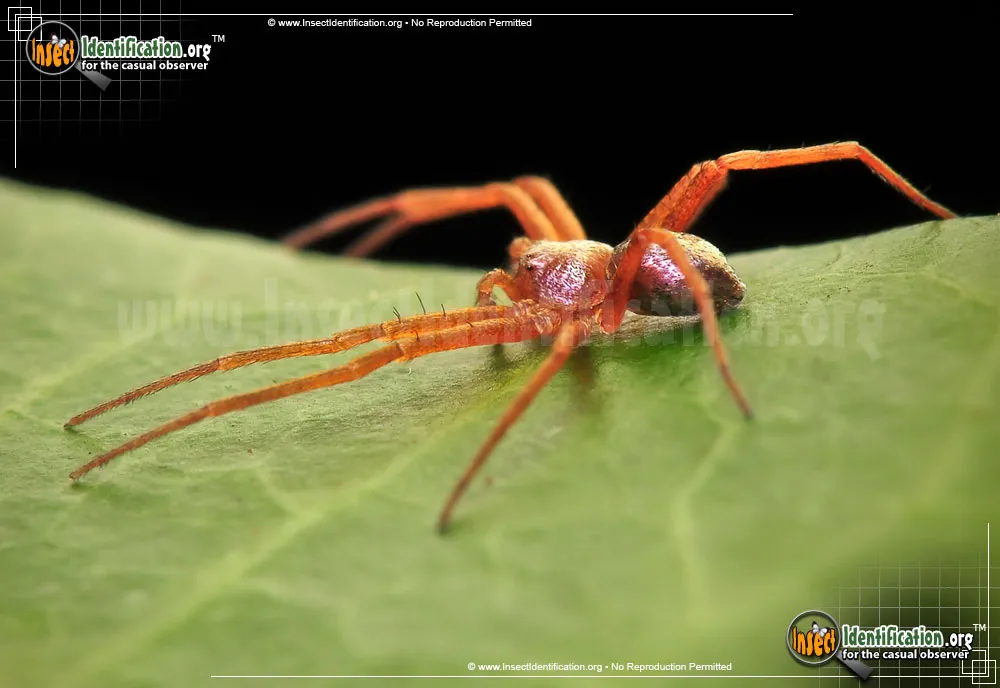 Metallic Crab Spider - photo 5