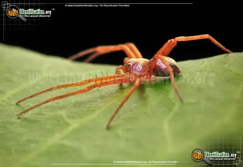 Metallic Crab Spider - photo 6