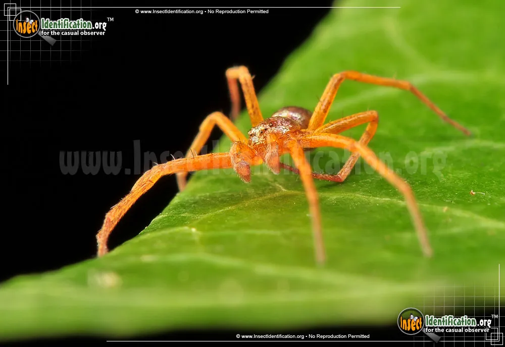 Metallic Crab Spider - photo 7