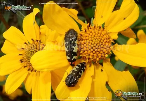 Metallic Wood-boring Beetle - photo 2
