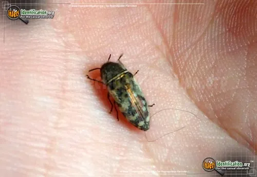Metallic Wood-boring Beetle - photo 2