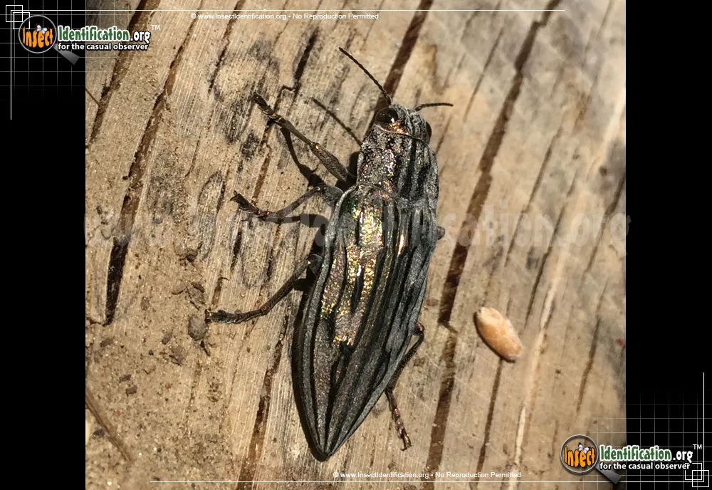 Metallic Wood-boring Beetle: Chalcophora