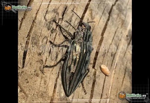 Metallic Wood-boring Beetle: Chalcophora - photo 2