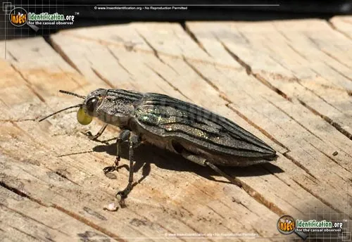 Metallic Wood-boring Beetle: Chalcophora - photo 4
