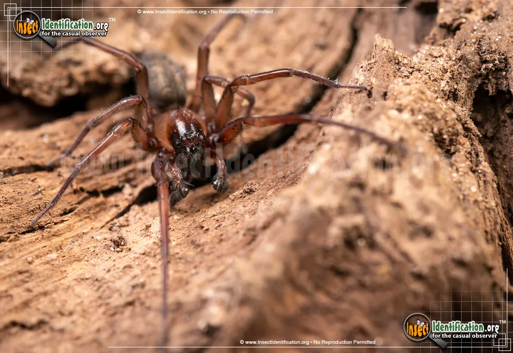 Metaltella simoni - photo 4