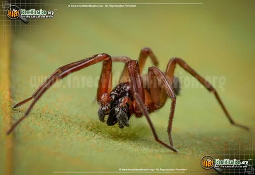 Metaltella simoni - photo 6