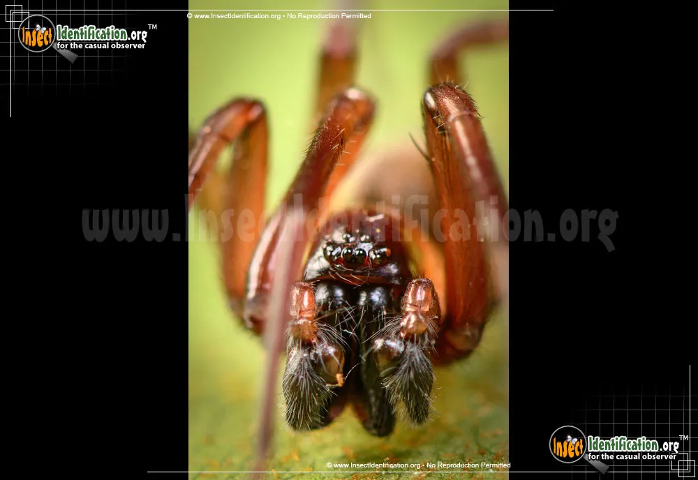 Metaltella simoni - photo 7