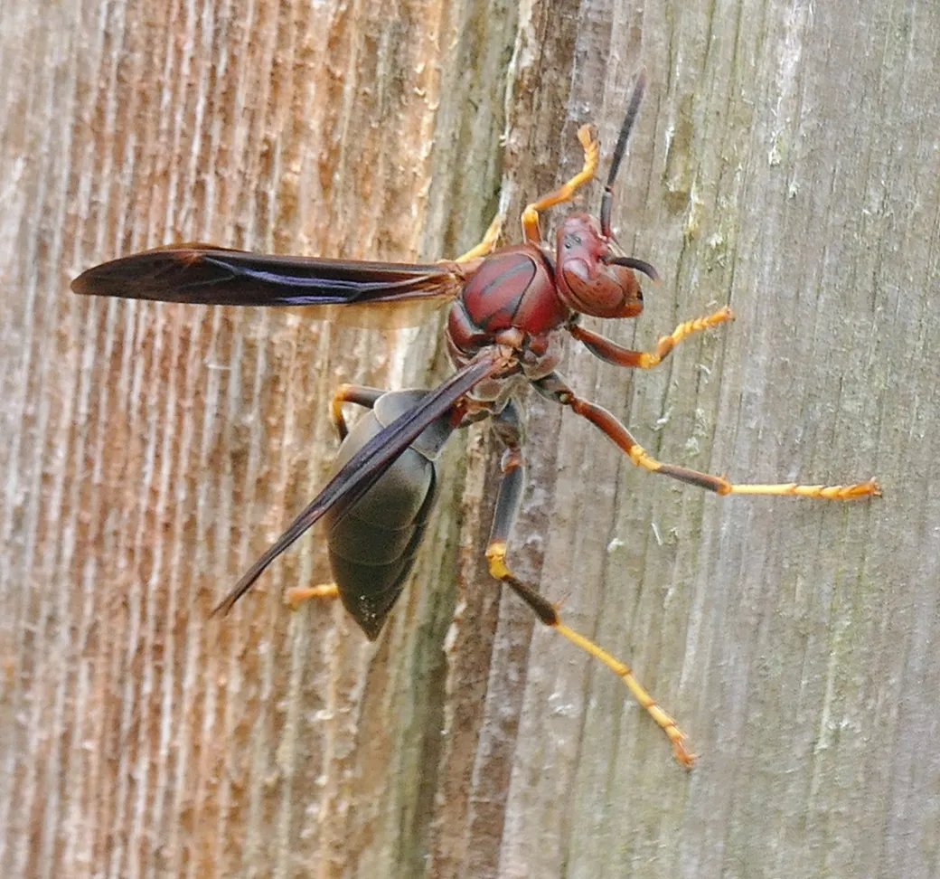 Metric Paper Wasp - photo 2