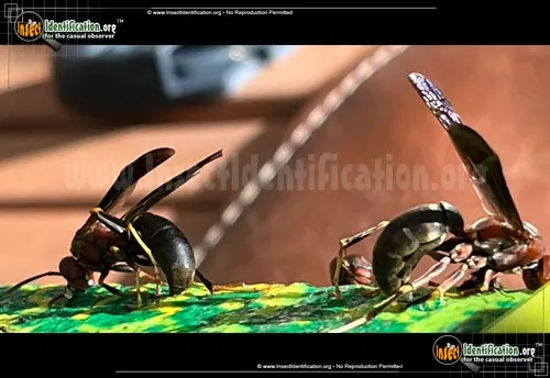 Metric Paper Wasp - photo 3