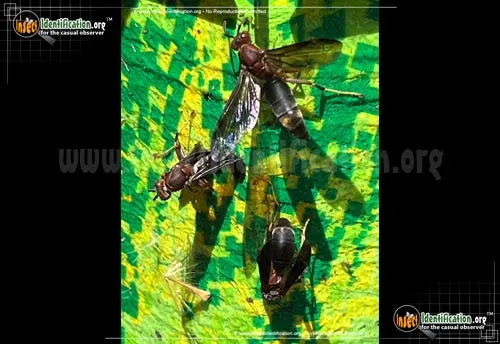 Metric Paper Wasp - photo 4