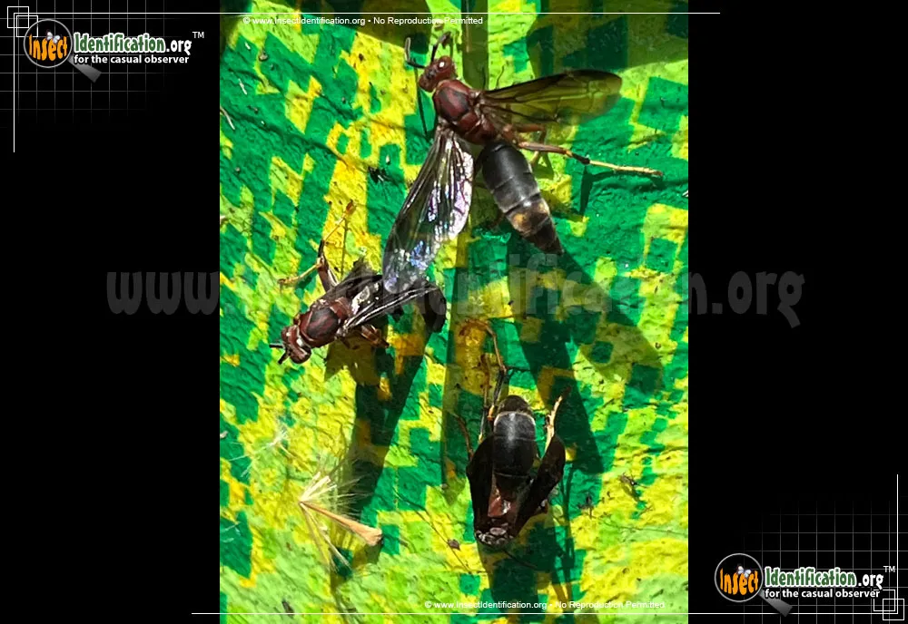 Metric Paper Wasp - photo 5